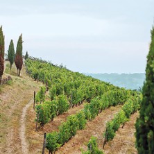 Musique dans les Vignes &agrave; Savenni&egrave;res